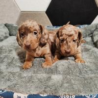 Cuccioli di bassotto Choco Arlequin