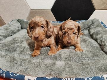 Cuccioli di bassotto Choco Arlequin