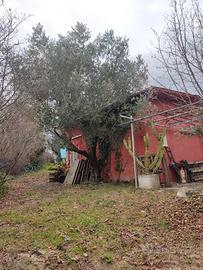 Terreno con fabbricato