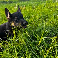 Cucciolo pastore tedesco
