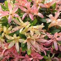 TALEE satsuki azalea 