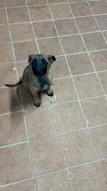 Pastore belga malinois