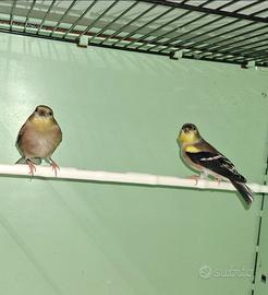 Spinus tristis (cardellino americano)