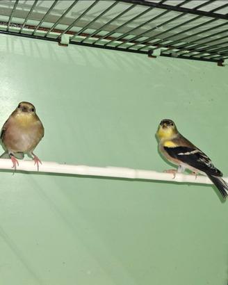 Spinus tristis (cardellino americano)