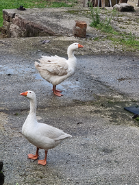 Coppia di oche bianche