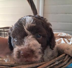 Cuccioli di lagotto romagnolo con pedigree