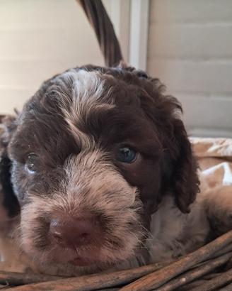 Cuccioli di lagotto romagnolo con pedigree
