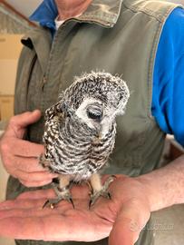 ALLOCCO ZAMPE ROSSE baby - strix rufipes