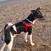 Jack russel