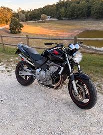 hornet