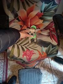 Chihuahua mini Toy femmina