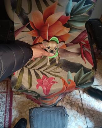 Chihuahua mini Toy femmina