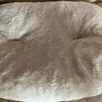 Cuccia