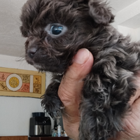 Chichuachua mini mini