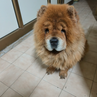 Chow Chow