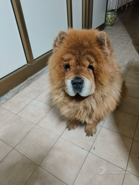 Chow Chow