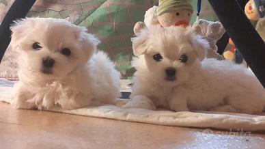 Cucciolini Maltese Coreano toy