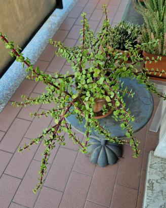 Portulacaria Afra Variegata