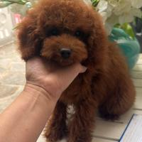 Barboncino piccolo nano red brown