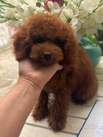 Barboncino piccolo nano red brown