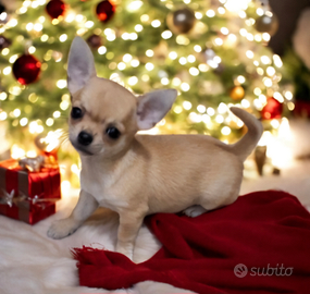 Stupenda chihuahua pedigree enci