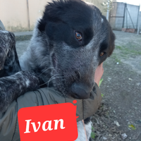 Ivan da adottare
