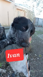 Ivan da adottare