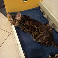 Gatto bengala
