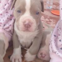 America Pitt bull