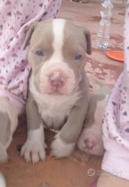 America Pitt bull