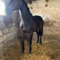 Cavallo purosangue inglese