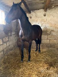 Cavallo purosangue inglese