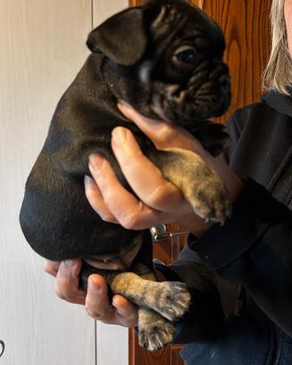 Bulldog francese disponibili