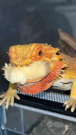 Pogona adulta drago barbuto