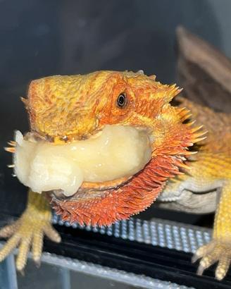 Pogona adulta drago barbuto