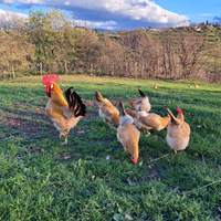 Uova di galline ornamentali