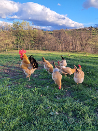 Uova di galline ornamentali