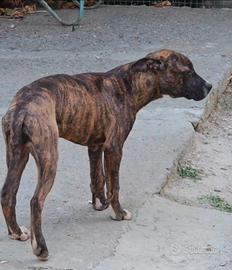 Pitbull
