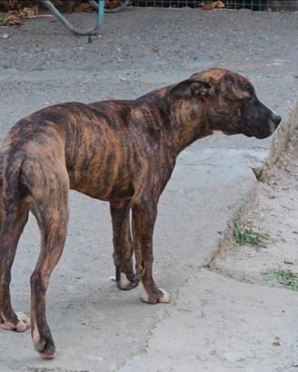 Pitbull