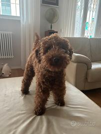 Barboncino nano Red disponibile per monta