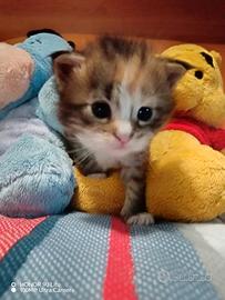 Cuccioli di Maine Coon