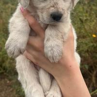 Si regalano cuccioli taglia media dolcissimi