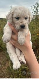 Si regalano cuccioli taglia media dolcissimi