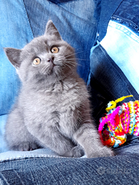 Cuccioli Scottish fold, straight