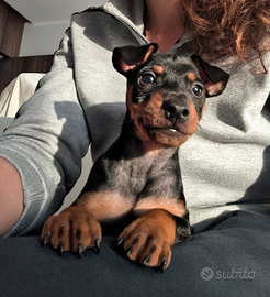 Cucciolo di Pinscher nano