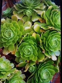 Piante grasse talee dii aeonium