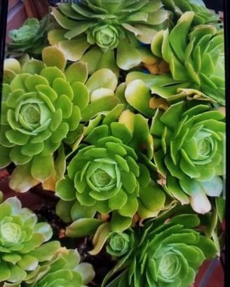 Piante grasse talee dii aeonium