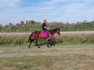 Cavalli da passeggiata