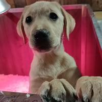 Cucciola Labrador retriever