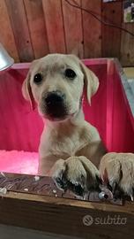 Cucciola Labrador retriever